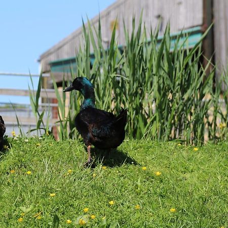 Corscombe Knapp Farm Glamping Lodge 2 מראה חיצוני תמונה
